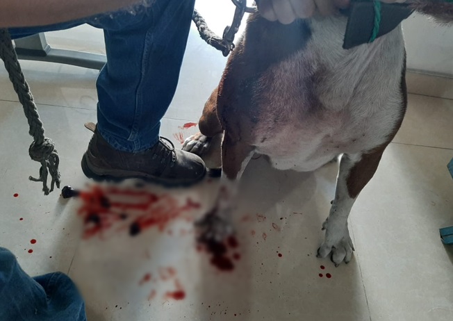 Perro evitó que ladrones hurtaran un establecimiento en Garzón 2