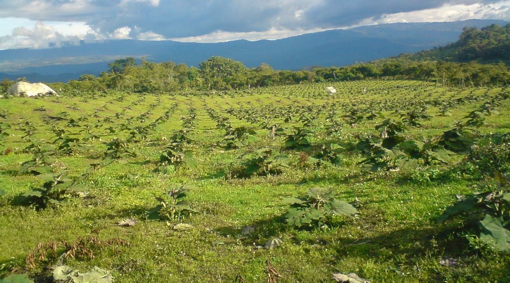 Denuncian alto riesgo de contaminación cerca de una escuela en Acevedo 1