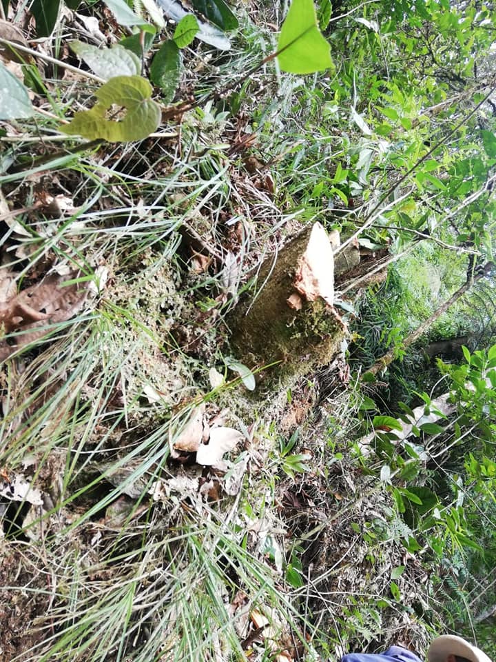 Frenan apertura ilegal de una carretera en Timaná 4