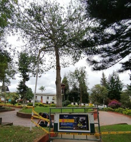 Problemas fitosanitarios y morfológicos de la ceiba en La Argentina 3