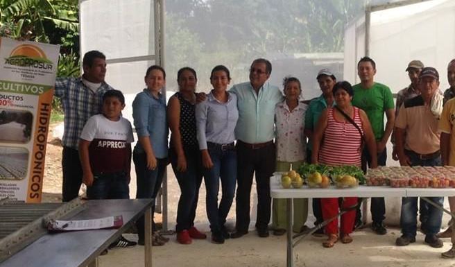 Tesalia busca convertirse en el primer productor de tomate cherry del Huila 1