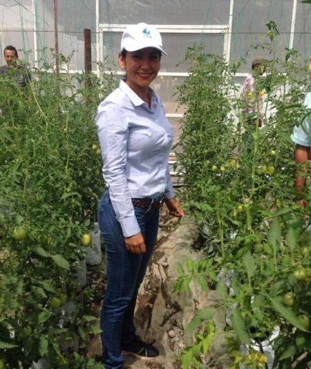 Tesalia busca convertirse en el primer productor de tomate cherry del Huila 3