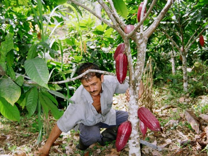 Impulsan proyectos productivos de cacao y caña panelera en Tesalia 3