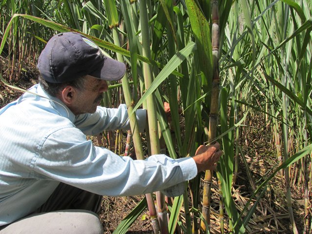 Impulsan proyectos productivos de cacao y caña panelera en Tesalia 4