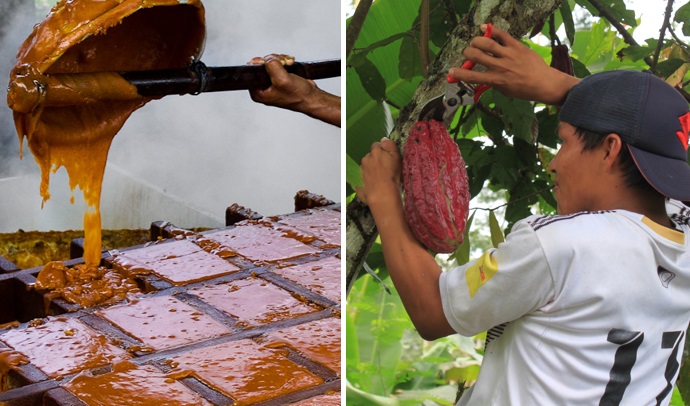 Impulsan proyectos productivos de cacao y caña panelera en Tesalia 1
