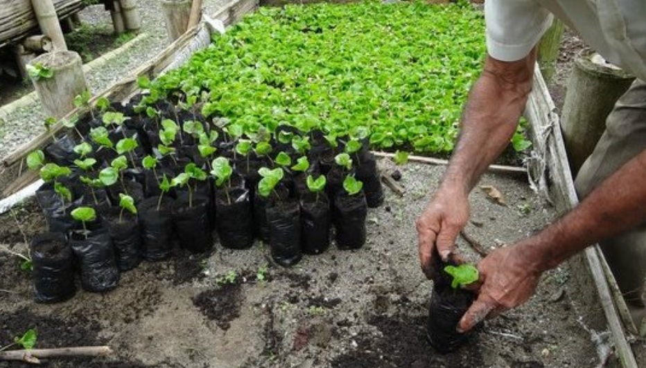 Proyectan a caficultores de Nátaga para producir café de alta calidad 1
