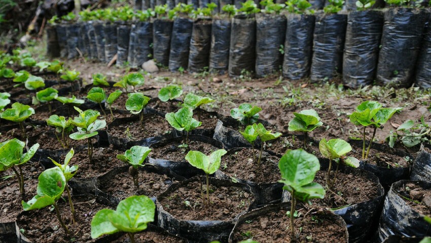 Proyectan a caficultores de Nátaga para producir café de alta calidad 2