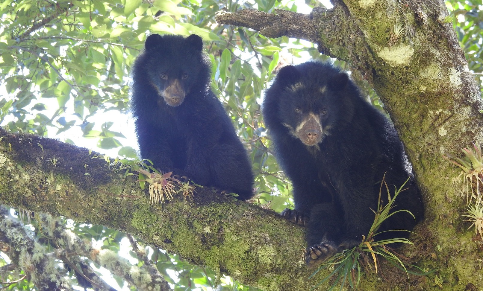 El oso andino y la danta de páramo ‘están de festival’ en el Huila 3