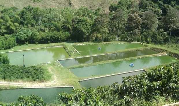 Sector piscícola de Gigante será apoyado desde la administración municipal 1