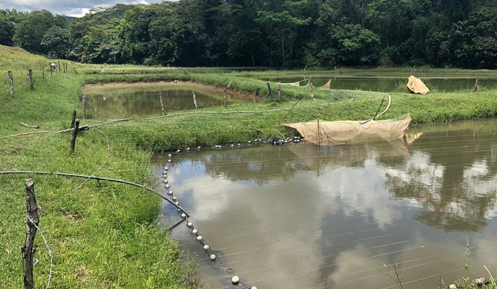 Sector piscícola de Gigante será apoyado desde la administración municipal 3