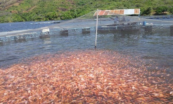 Sector piscícola de Gigante será apoyado desde la administración municipal 5