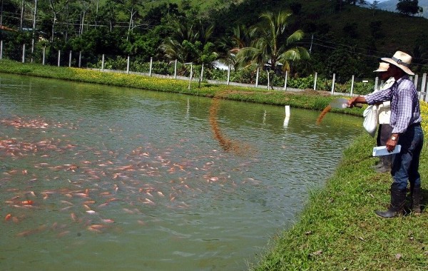 Sector piscícola de Gigante será apoyado desde la administración municipal 4