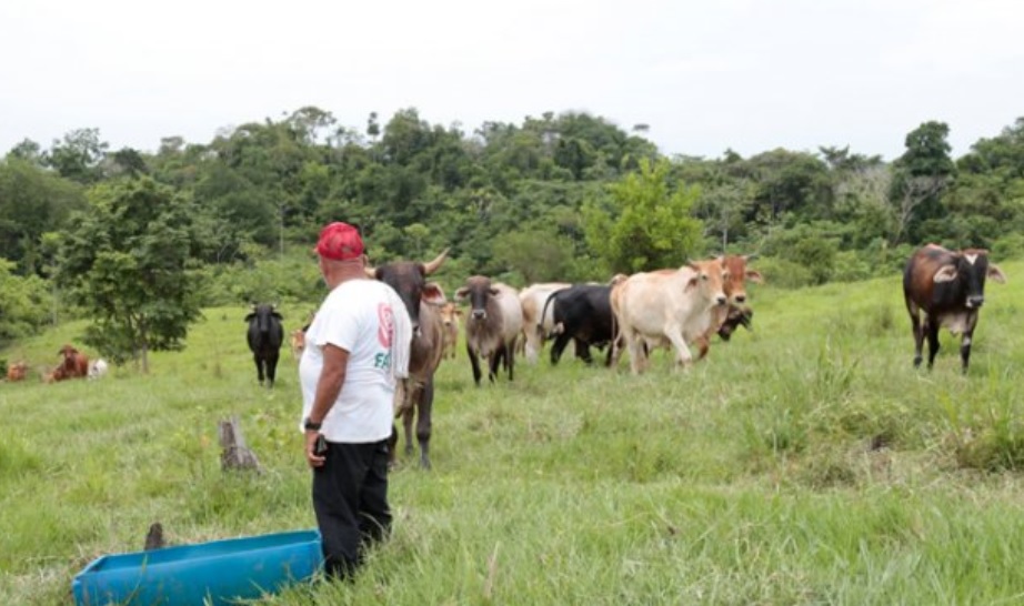 Apoyo a proyectos productivos con reincorporados en el Huila 2