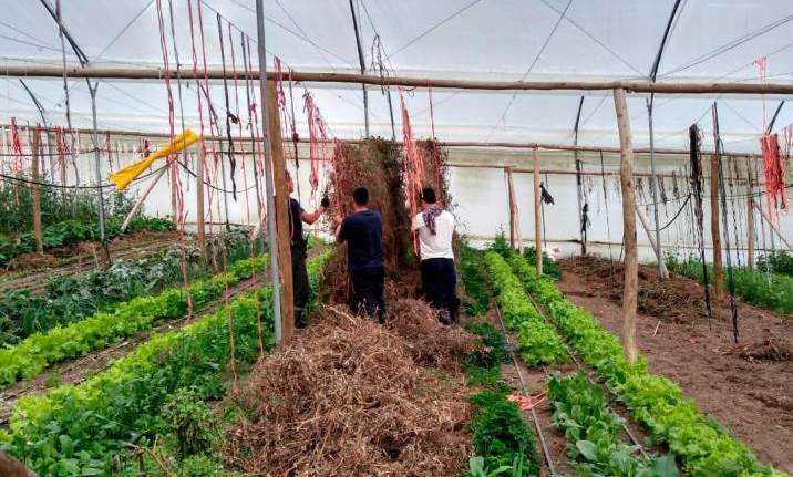 Apoyo a proyectos productivos con reincorporados en el Huila 3