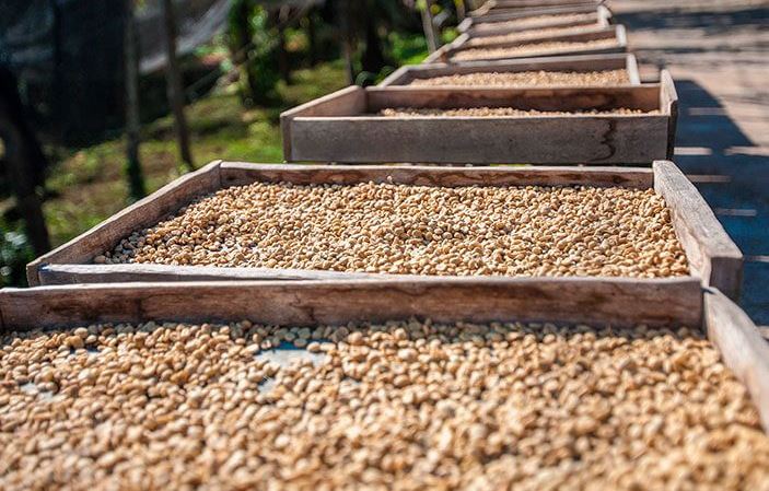 Se declarará el Café bebida nacional de Colombia 1