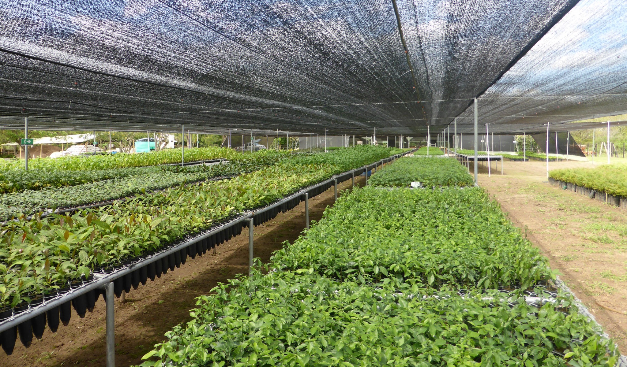 Lanzan libro sobre domesticación de plantas nativas en los alrededores de El Quimbo 1