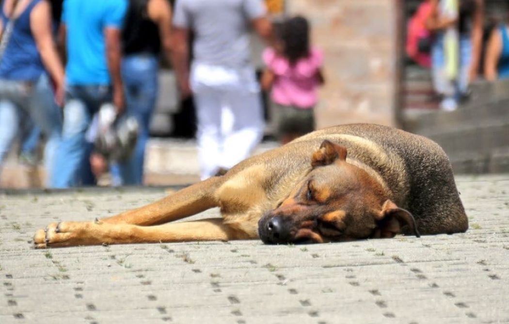 Convocan donaton para construir un centro de atención animal en Tesalia 2