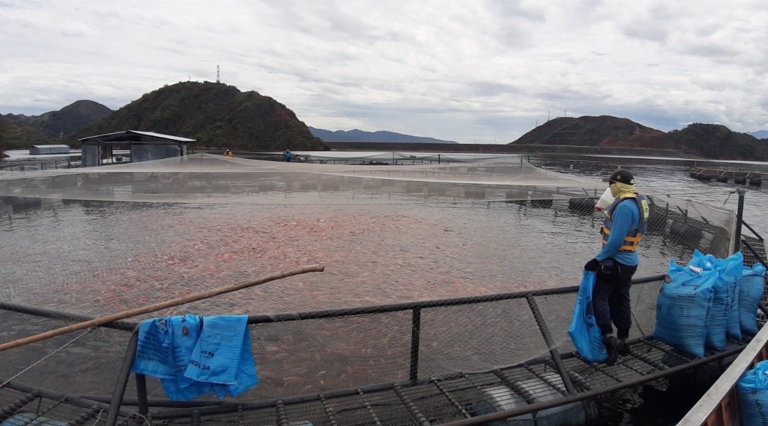 Innovación científica para la cadena piscícola del Huila 2