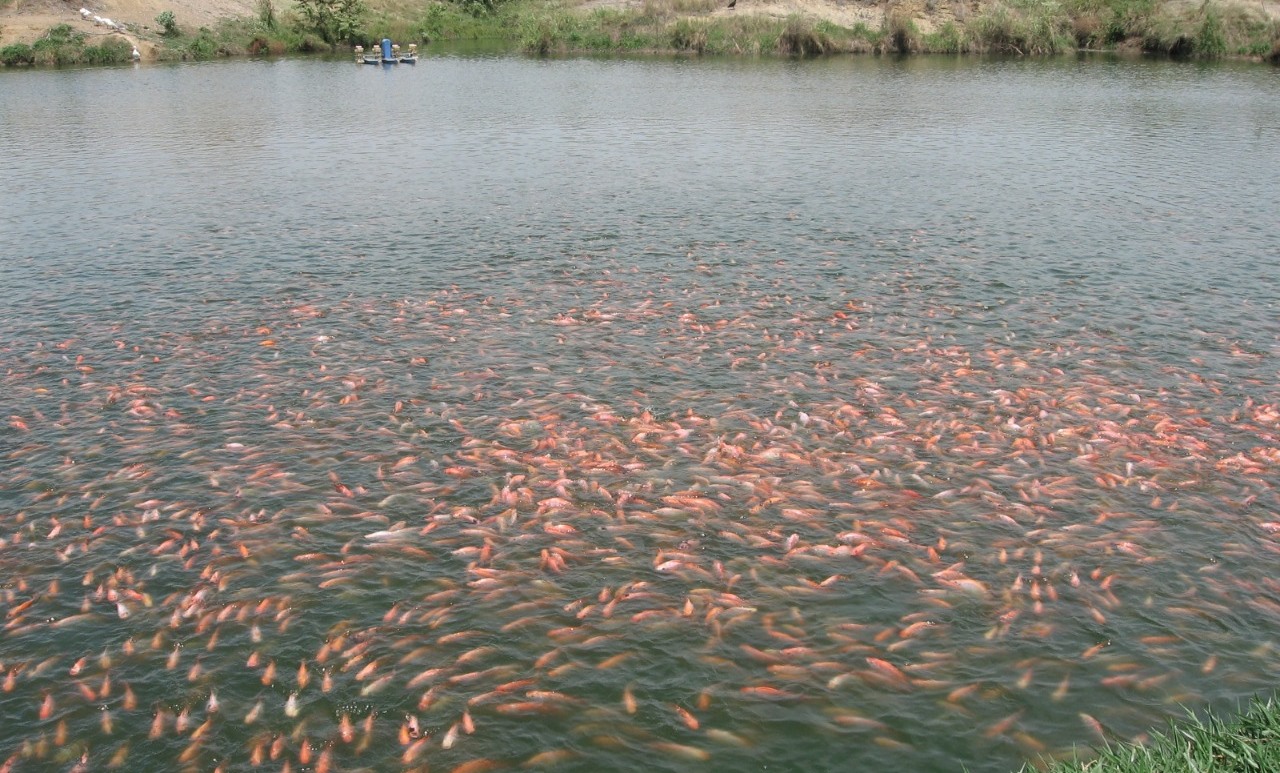 Innovación científica para la cadena piscícola del Huila 1