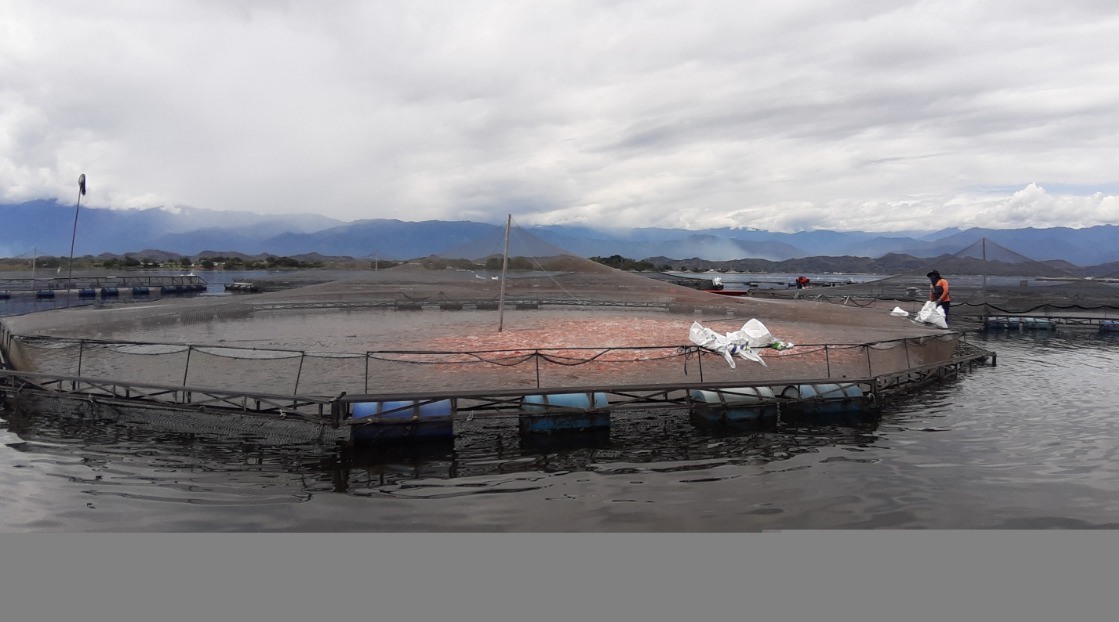 Innovación científica para la cadena piscícola del Huila 3