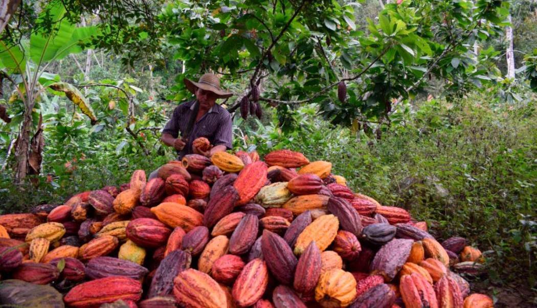 Primera Feria Internacional de Café, Cacao y Muestra Agroturística del Huila 2