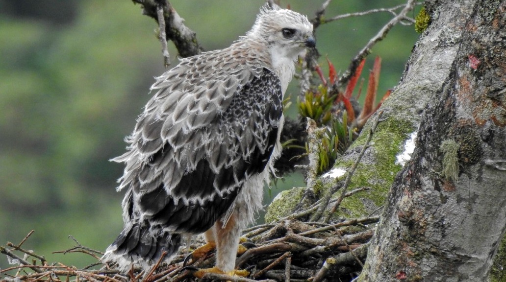 Creada en el Huila la Red de Conservación del Águila Real de Montaña 5