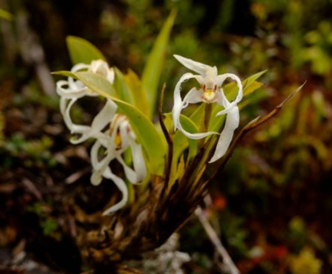 Reportan hallazgo de nueva especie de orquídea en el sur del Huila 1