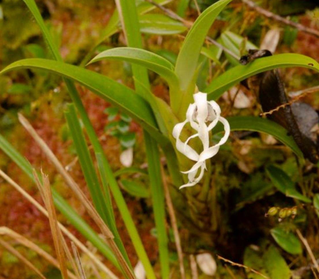 Reportan hallazgo de nueva especie de orquídea en el sur del Huila 2