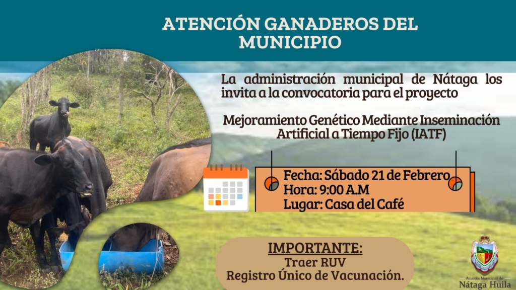 Inicia programa de mejoramiento genético bovino en Nátaga 1
