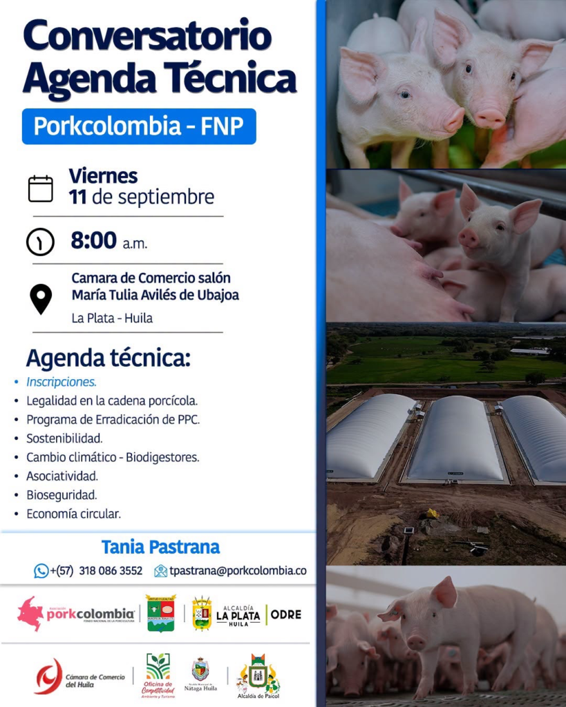 Fortalecerán al sector porcícola en el occidente del Huila 1